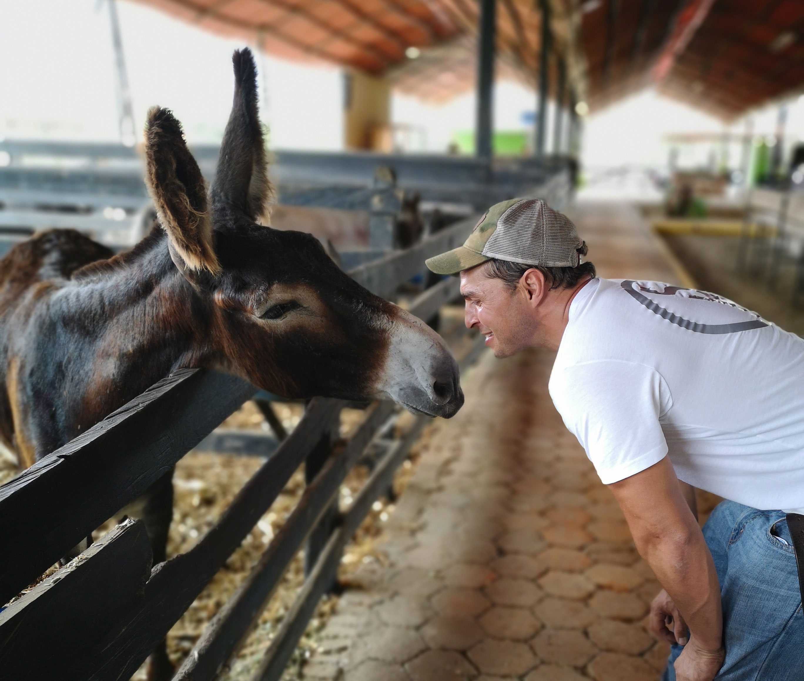 Man in white t-shirt and baseball cap leans in nose to nose with a curious and happy looking donkey with very long ears