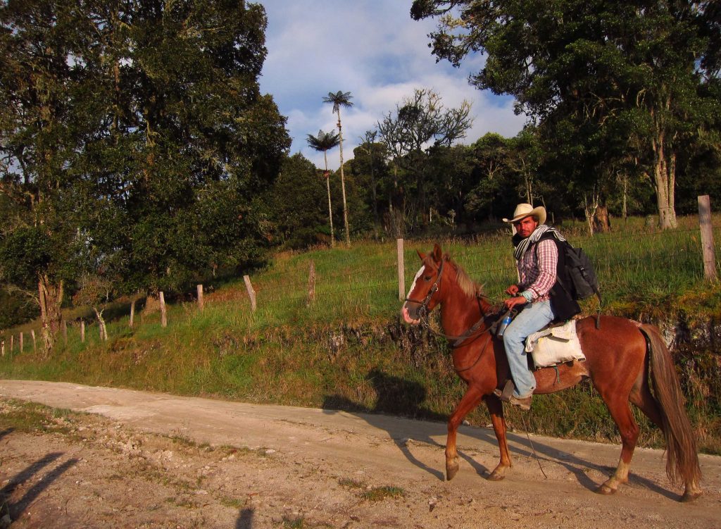 Man wearing cowboy hat, checked shirt and jeans, riding a red criollo horse with white blaze along a dusty track next to a field with tall palm trees in the distance
