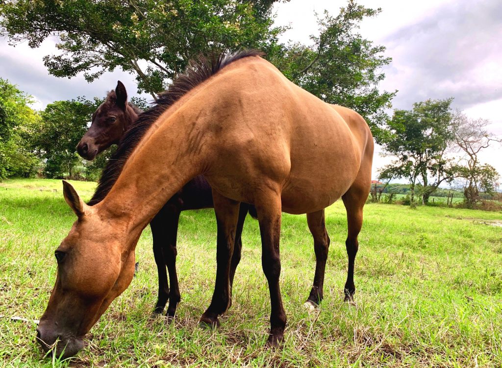 Chestnut coloured horse grazing alongside her foal