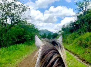 View from horseback of a lush green trail leading towards mountains